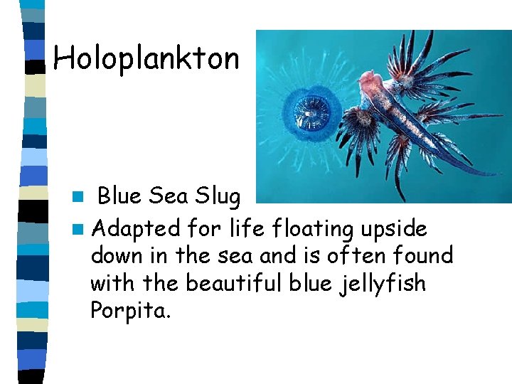 Holoplankton Blue Sea Slug n Adapted for life floating upside down in the sea