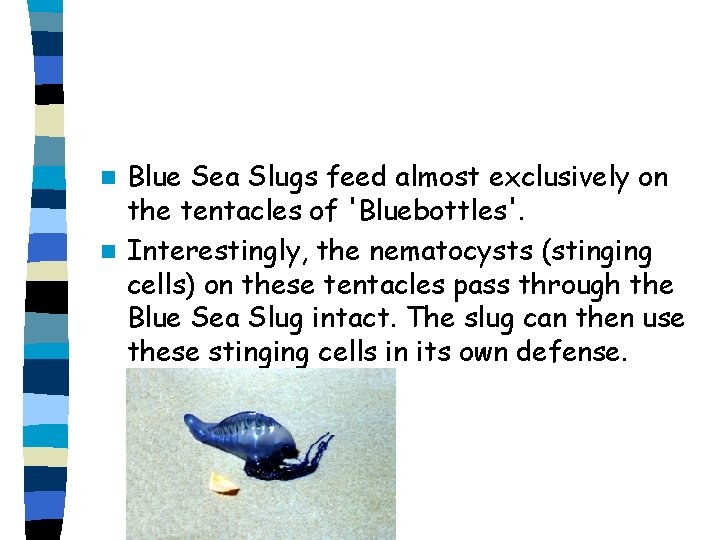 Blue Sea Slugs feed almost exclusively on the tentacles of 'Bluebottles'. n Interestingly, the Blue Sea Slugs feed almost exclusively on the tentacles of 'Bluebottles'. n Interestingly, the