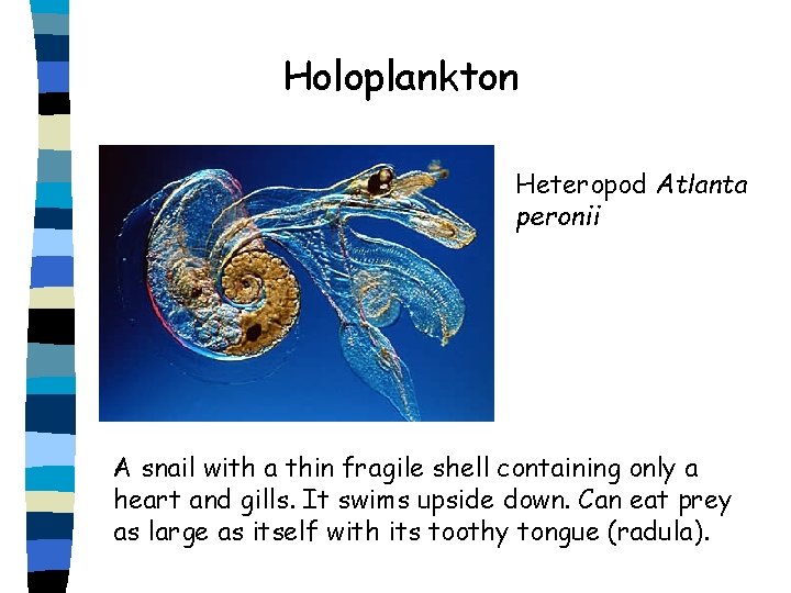 Holoplankton Heteropod Atlanta peronii A snail with a thin fragile shell containing only a