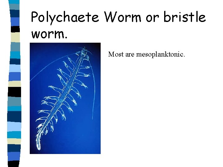 Polychaete Worm or bristle worm. Most are mesoplanktonic. 