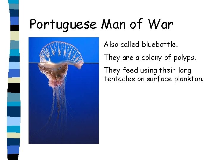 Portuguese Man of War Also called bluebottle. They are a colony of polyps. They
