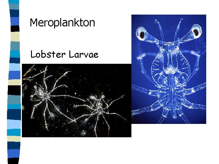 Meroplankton Lobster Larvae 