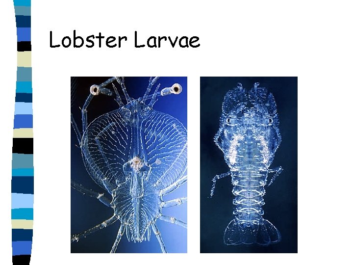 Lobster Larvae 