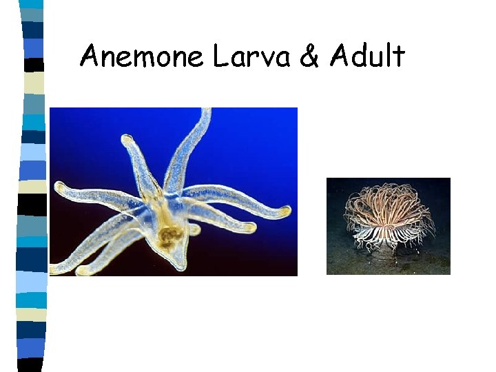 Anemone Larva & Adult 