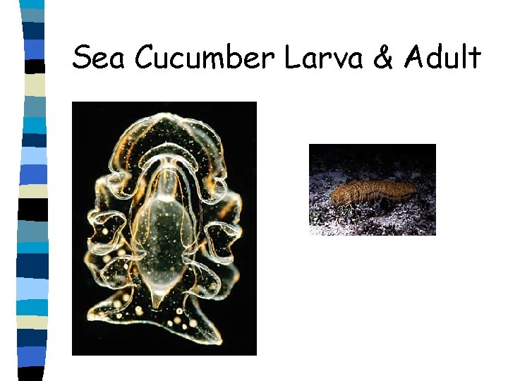 Sea Cucumber Larva & Adult 