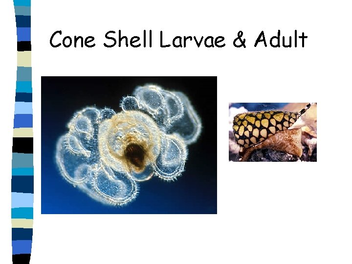 Cone Shell Larvae & Adult 