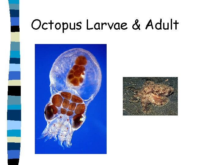 Octopus Larvae & Adult Octopus Larvae & Adult