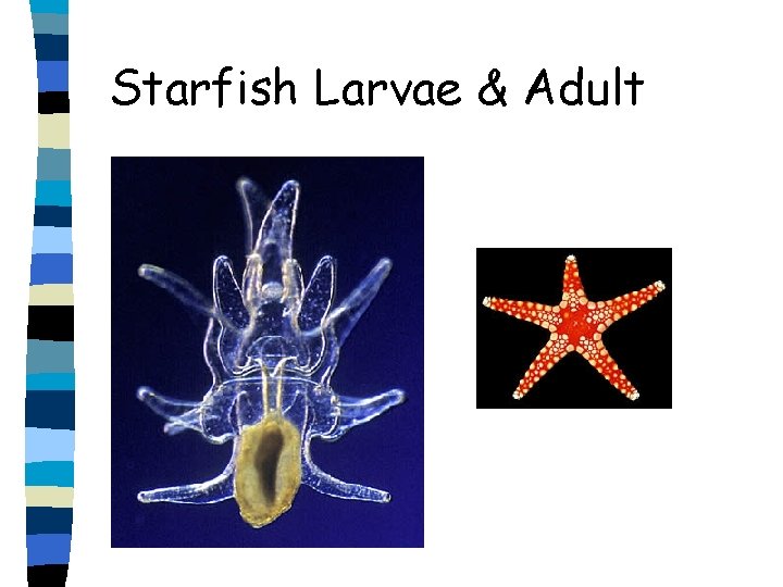 Starfish Larvae & Adult 