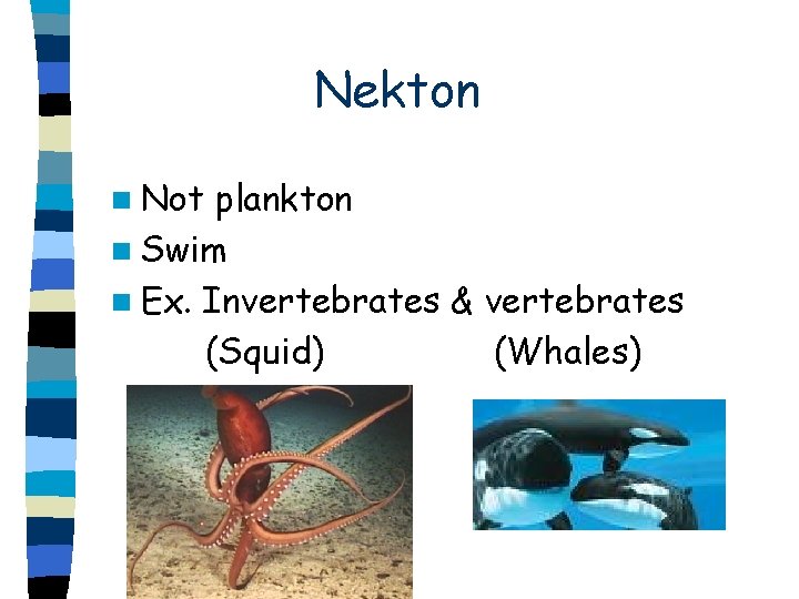Nekton n Not plankton n Swim n Ex. Invertebrates & vertebrates (Squid) (Whales) 