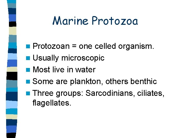 Marine Protozoa n Protozoan = one celled organism. n Usually microscopic n Most live