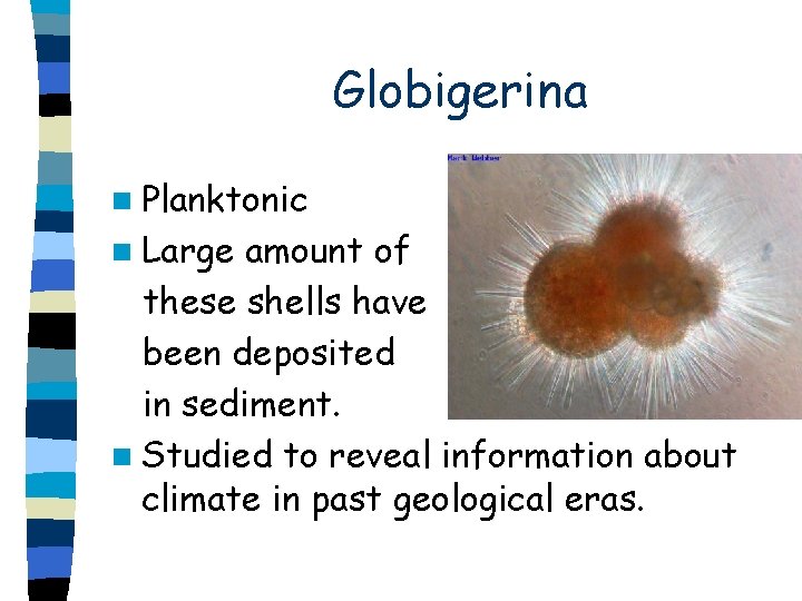  Globigerina n Planktonic n Large amount of these shells have been deposited in