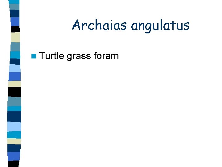 Archaias angulatus n Turtle grass foram Archaias angulatus n Turtle grass foram