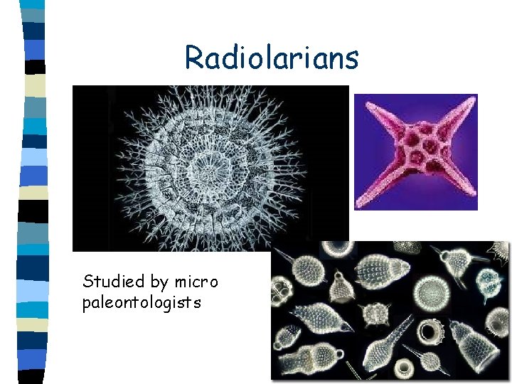Radiolarians Studied by micro paleontologists Radiolarians Studied by micro paleontologists