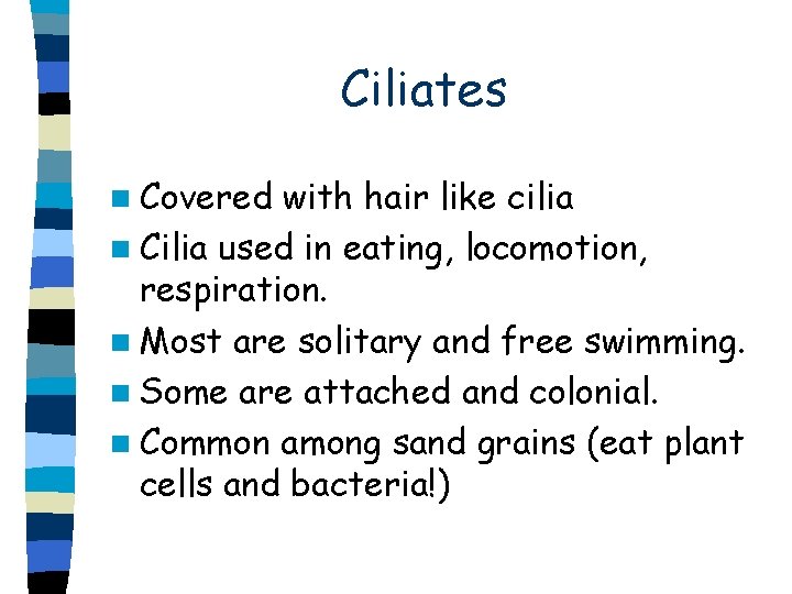 Ciliates n Covered with hair like cilia n Cilia used in eating, locomotion, respiration.