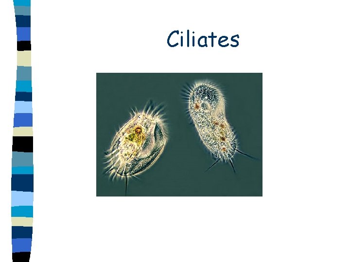  Ciliates 