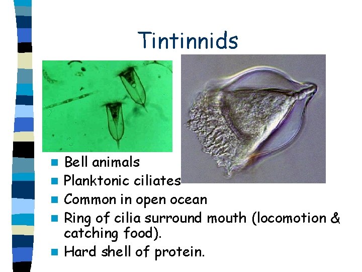 Tintinnids n n n Bell animals Planktonic ciliates Common in open ocean Ring of