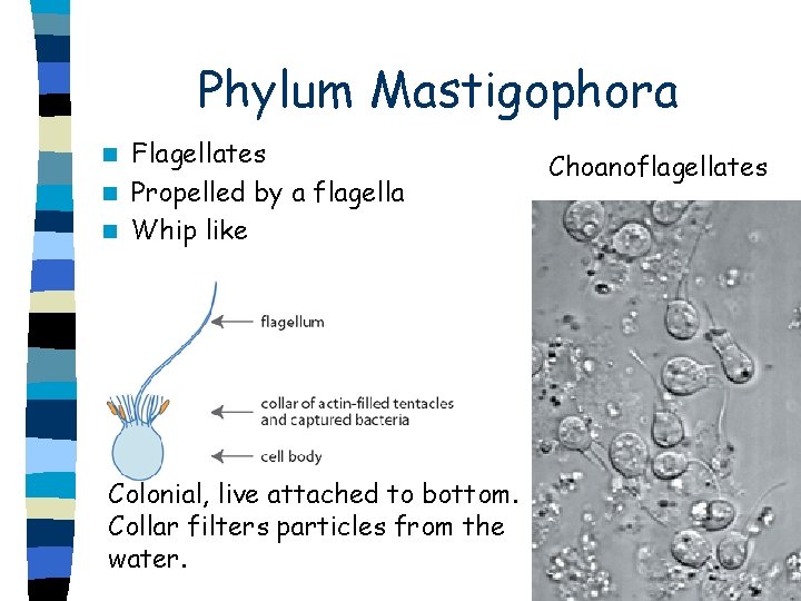 Phylum Mastigophora Flagellates n Propelled by a flagella n Whip like n Colonial, live