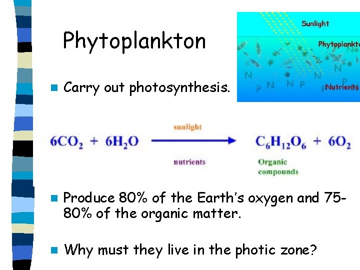 Phytoplankton n Carry out photosynthesis. n Produce 80% of the Earth’s oxygen and 7580%