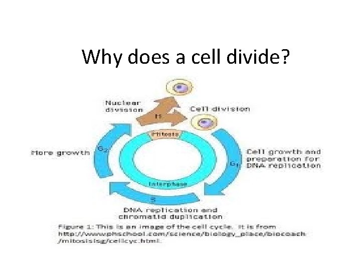 Why does a cell divide? 