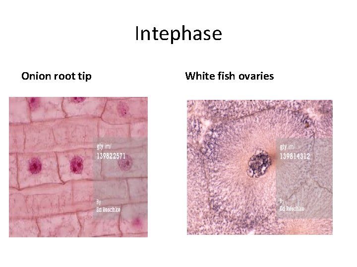 Intephase Onion root tip White fish ovaries 