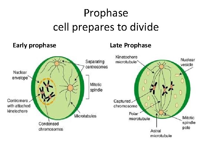 Prophase cell prepares to divide Early prophase Late Prophase 