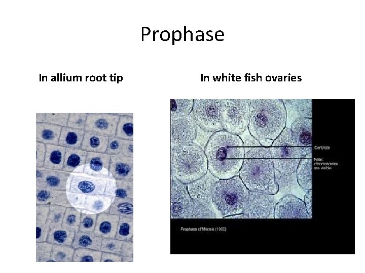 Prophase In allium root tip In white fish ovaries 
