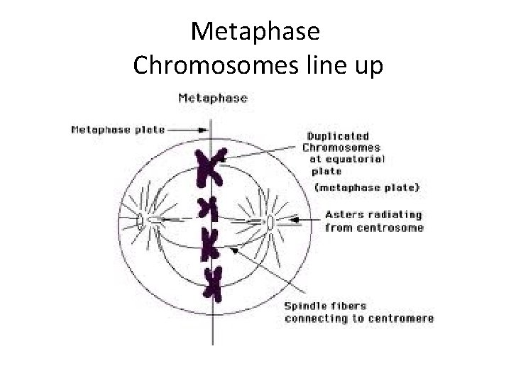 Metaphase Chromosomes line up 
