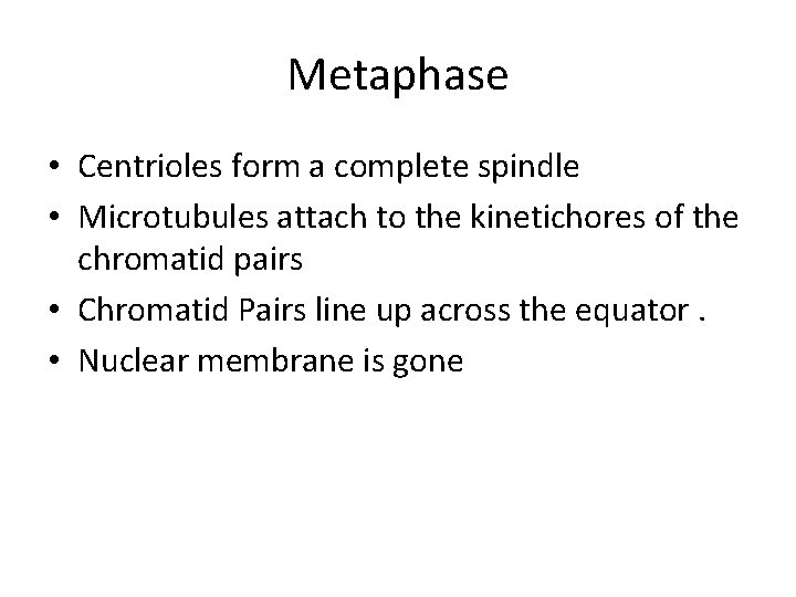 Metaphase • Centrioles form a complete spindle • Microtubules attach to the kinetichores of