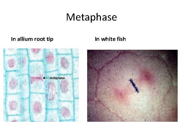 Metaphase In allium root tip In white fish 