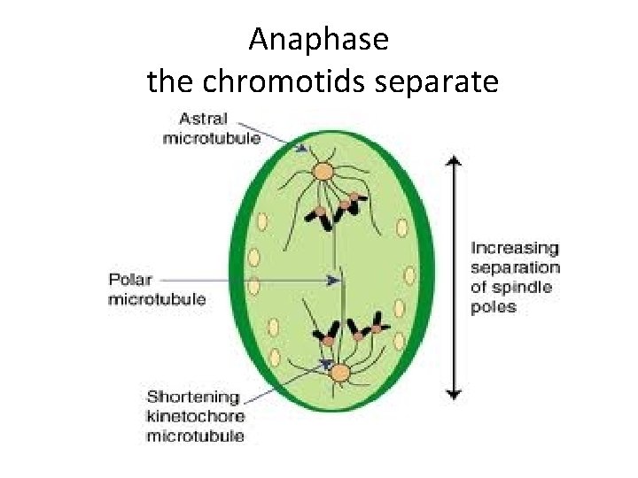 Anaphase the chromotids separate 