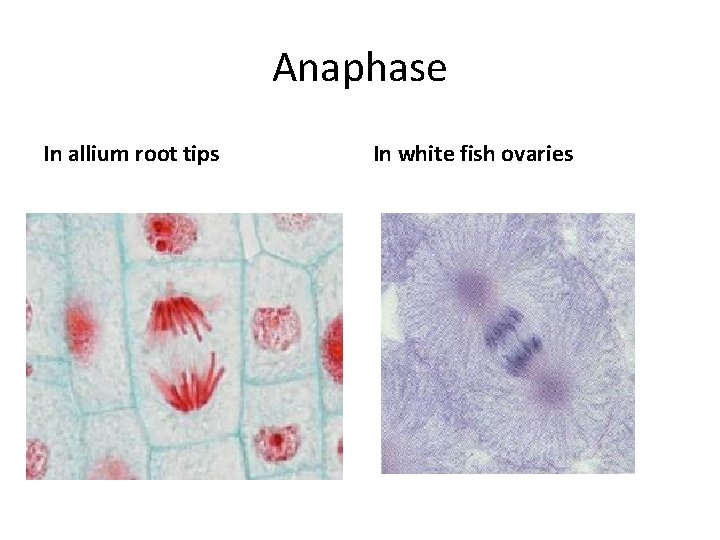 Anaphase In allium root tips In white fish ovaries 