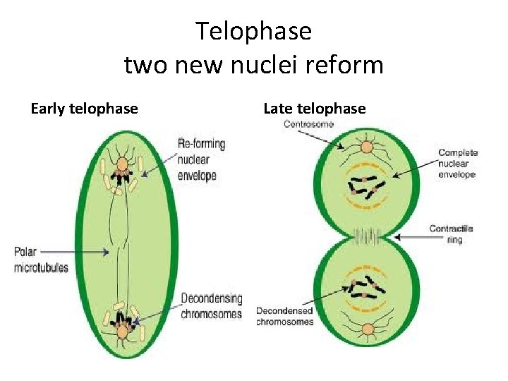 Telophase two new nuclei reform Early telophase Late telophase 