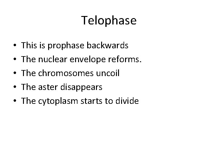 Telophase • • • This is prophase backwards The nuclear envelope reforms. The chromosomes