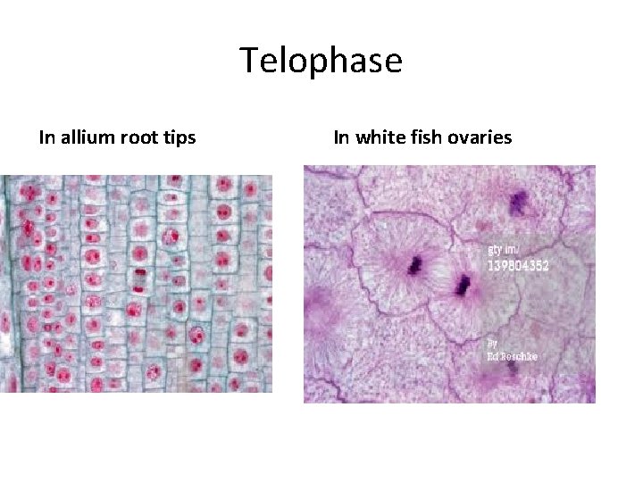 Telophase In allium root tips In white fish ovaries 