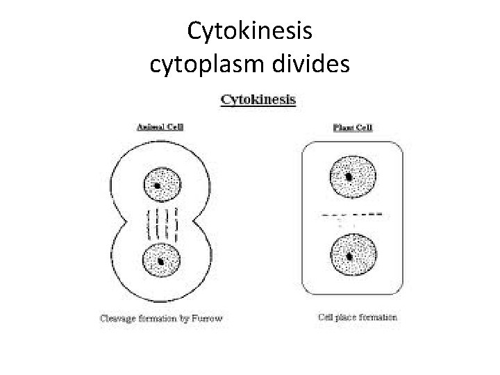 Cytokinesis cytoplasm divides 