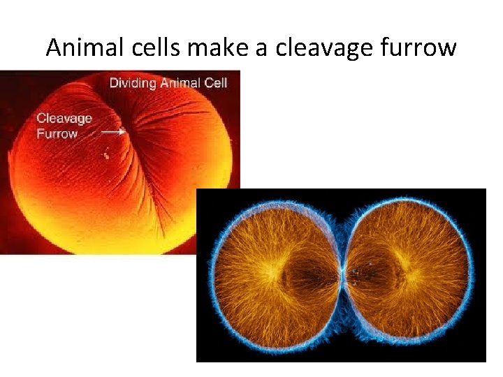 Animal cells make a cleavage furrow 