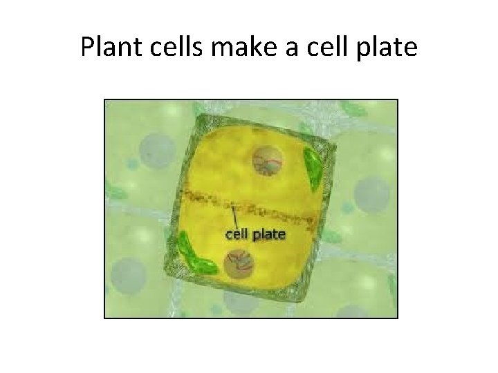Plant cells make a cell plate 
