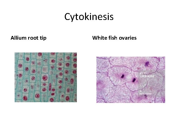 Cytokinesis Allium root tip White fish ovaries 