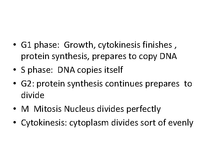  • G 1 phase: Growth, cytokinesis finishes , protein synthesis, prepares to copy