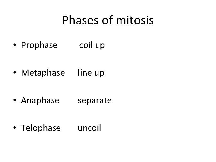 Phases of mitosis • Prophase coil up • Metaphase line up • Anaphase separate