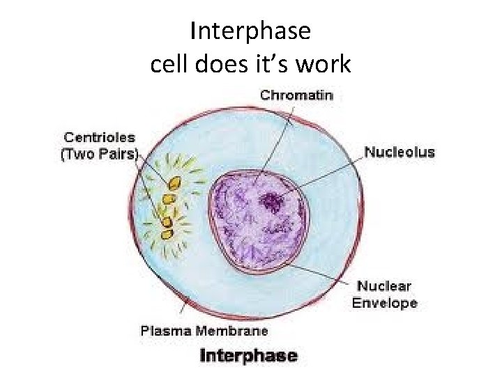 Interphase cell does it’s work 