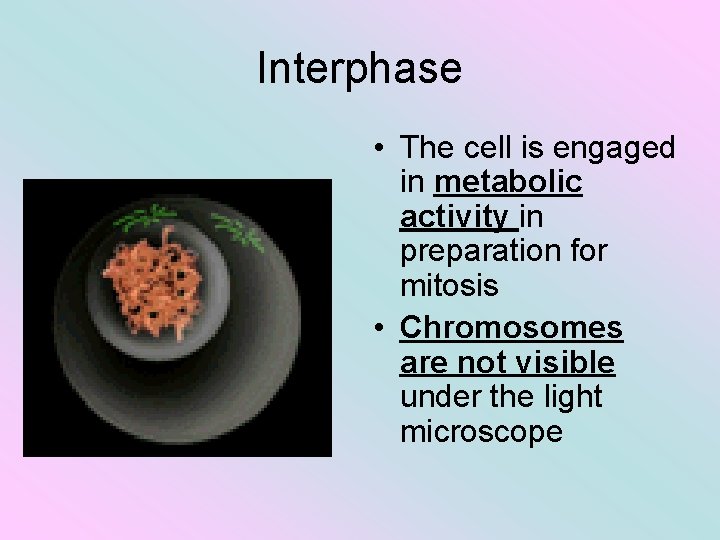 Interphase • The cell is engaged in metabolic activity in preparation for mitosis •