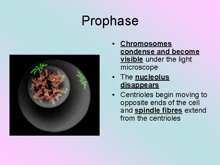 Prophase • Chromosomes condense and become visible under the light microscope • The nucleolus