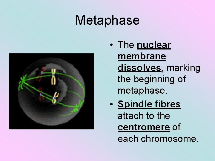 Metaphase • The nuclear membrane dissolves, marking the beginning of metaphase. • Spindle fibres