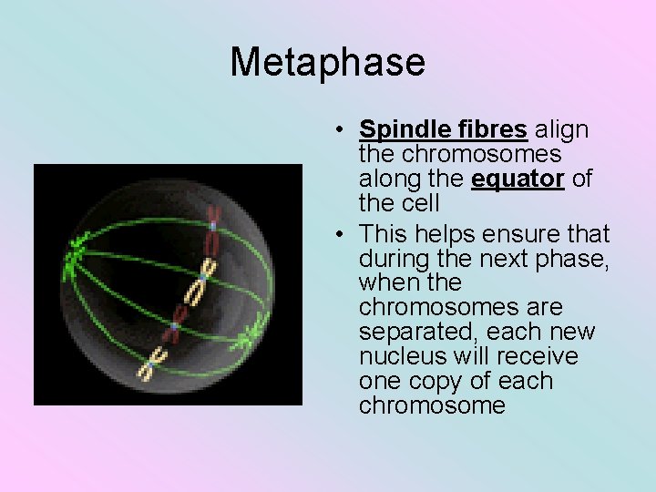 Metaphase • Spindle fibres align the chromosomes along the equator of the cell •