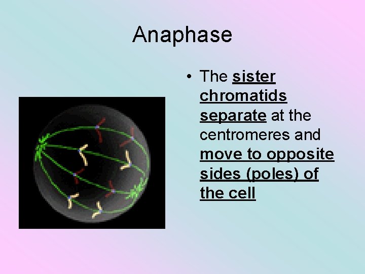 Anaphase • The sister chromatids separate at the centromeres and move to opposite sides