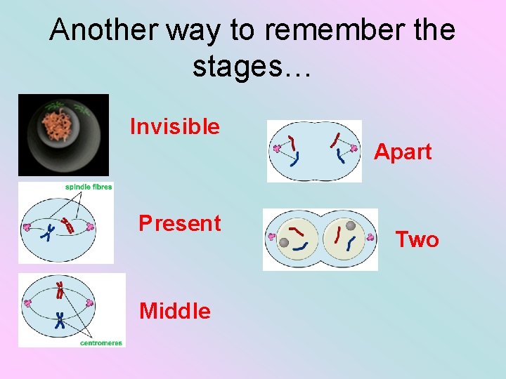 Another way to remember the stages… Invisible Apart Present Middle Two 