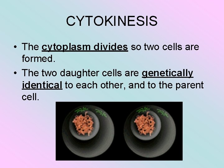 CYTOKINESIS • The cytoplasm divides so two cells are formed. • The two daughter