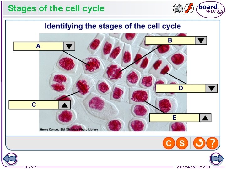 Stages of the cell cycle 20 of 32 © Boardworks Ltd 2008 