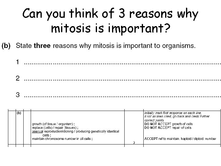 Can you think of 3 reasons why mitosis is important? 